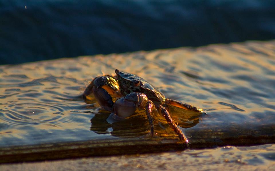 La storia del Pontile dei Pescatori di Ostia